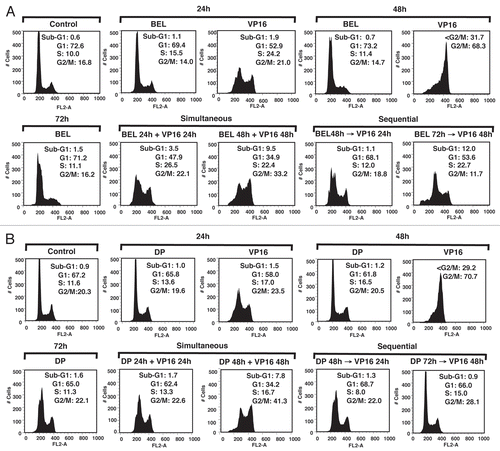 Figure 2 Effect of HDAC inhibitors in combination with VP-16 on cell cycle in H146 cells. (A) Cells were treated with belinostat (BEL) (0.3 µM), VP-16 (4 µM) or combination (BEL + VP-16). Top part shows control untreated cells or cells treated with a single drug for the indicated times. The bottom part shows simultaneously treated cells (left) and sequentially treated cells with belinostat added for 24 h prior to VP-16 (right), as indicated. (B) Same conditions as above using romidepsin (DP) at 1 ng/mL. The numbers in each part represent percent cells in each cell phase of cell cycle. A representative example of three independent experiments for each condition is shown here.