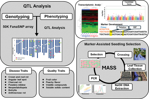Figure 1. A schematic overview of the QTL identification of disease resistance and fruit quality traits, genomic studies, and marker-assisted seedling selection in octoploid strawberry at UF strawberry breeding program.