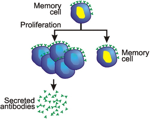 Figure 4 The proliferation of a memory cell – secondary response.