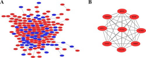 Figure 1. PPI network constructed with the DEGs by using Cytoscape. (A) The PPI network of DEGs was constructed using Cytoscape. Red nodes represent upregulated genes. Blue nodes represent downregulated genes. (B) The most significant module was obtained from PPI network with 9 nodes and 34 edges.