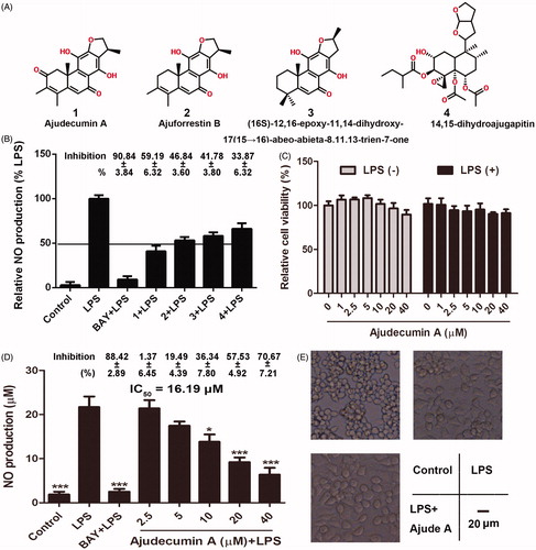 Figure 1. Ajudecumin A inhibited NO production and morphological changes in LPS-activated RAW264.7 macrophages. (A) Chemical structure of Ajudecumin A (1), Ajuforrestin B (2), 14,15-dihydroajugapitin (3), and (16S)-12,16-epoxy-11,14- dihydroxy-17(1 5 →16)-abeo-abieta-8,11,13-trien-7-one (4) from Ajuga ovalifolia var. calantha. (B and D) RAW264.7 cells were pre-treated with the tested compounds at the indicated concentrations and BAY 11-7082 (5 μM) for 2 h, and then incubated with LPS for 24 h. Levels of NO in the culture medium were assessed using Griess reagent. (C) Cells were treated with the tested compounds at the indicated concentrations for 24 h in the presence of LPS (0.5 μg/ml) or not. Cell viability was measured by CCK8 assay and expressed relative to the vehicle control. All data are represented as mean ± SD, n = 6. *p < 0.05, **p < 0.01, ***p < 0.001 vs. LPS alone. The inhibition rates (%, compared with the LPS alone) are also shown. (E) After treatment of Ajudecumin A and LPS, the morphology of RAW264.7 cells was observed under light microscope, bar =20 μm.