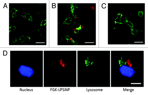 Figure 8. Fluorescence microscope images of mouse bone marrow derived dendritic cells treated with (A) LPSiNPs or (B) FGK-LPSiNPs for 1.5 h at 37°C. (C) 30 min pretreatment of the bone marrow-derived dendritic cells (green) with free FGK45 inhibits uptake of FGK-LPSiNPs incubated with the cells for 1.5 h at 37°C. FGK-LPSiNPs were detected by their intrinsic visible/near-infrared photoluminescence (red, λex = 405 nm and λem = 700 nm). The scale bars are 40 µm. (D) Distribution of FGK-LPSiNPs bone marrow-derived dendritic cells after 1.5 h incubation at 37°C. The lysosomes are stained in green (LysoTracker; Invitrogen), the nucleus in blue and FGK-LPSiNPs in red. The scale bar is 10 µm. Reprinted and modified with permission from reference Citation116.