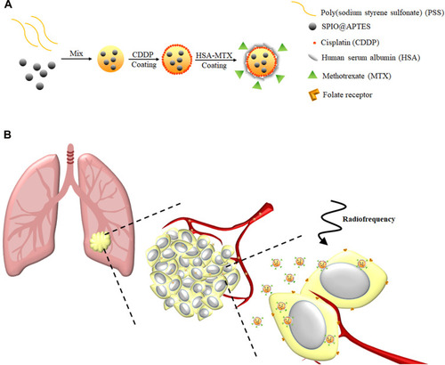 Scheme 1 (A) SPIO@PSS/CDDP/HSA−MTX NPs were prepared using the Layer-by-Layer technique. (B) Schematic representation of SPIO@PSS/CDDP/HSA−MTX NPs used for lung cancer therapy using loco-regional hyperthermia combined with chemotherapy.