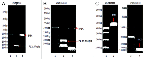 Figure 1. (A) PCR products. Lane 1: DL5000 DNA marker; Lane 2: P1–2A-4Ang IIs; and Lane 3: 3ABC. (B) Double digestion of pFastBac™ Dual-P1–2A-4Ang IIs-3ABC.Lane 1: DL5000 DNA marker; Lane 2: P1–2A-4Ang IIs; and Lane 3: 3ABC. (C) PCR analysis. Lane 1: DL1000 DNA marker; Lane 2: primary M13; Lane 3: DL10000 DNA marker; and Lane 4: recombinant M13.
