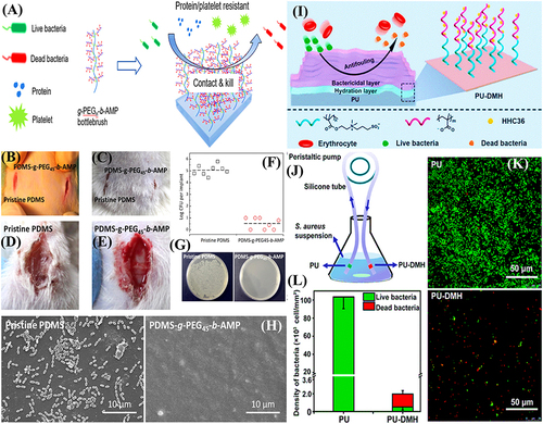 Figure 12 (A) A schematic representation of the antibacterial and antibiofouling properties of silicone rubber tubes (a commonly used catheter material) coated with copolymers; rat implanted with (B and C) pristine PDMS (left) and g-PEG45-b-AMP coated PDMS (right) at 0 and 5th day, respectively; (D and E) rat images after implants removal for antiadhesion test against bacterial adhesion at 5th day; (F) Log CFU/implant; (G) representative colonies images of E. coli isolated from both implants; and (H) SEM images of adhered bacteria on both implants. (I) schematic presentation for the molecular structure and effects of PU-DMH; (J) schematic demonstration for the antibacterial performance evaluation under flow conditions; (K) confocal laser scanning microscopic images after circulating experiment; and (L) S. aureus density on PU and PU-DMH surfaces.