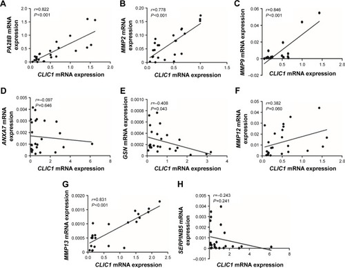 Figure 4 Correlations between CLIC1 and PA28B, MMP2, MMP9, ANXA7, GSN, MMP12, MMP13, and SERPINB5 mRNA in OSCC according to qRT-PCR data.