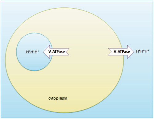 Figure 3. Different pH zones induced by V-ATPase. BOH (unionized, lipid soluble) OH− + B+ (ionized, lipid insoluble).