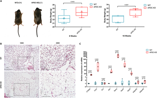 Figure 4. a. The body type and weight of male mice was shown. B. The histological HE-stained wat from inguinal region was presented under different magnifications. c. The mRNA expression of WAT from WT/APDC-KO mice were analysed via RT-RCR. (All results were normalized using WT group and statistically analysed via GraphPad prism 9.1.2.).