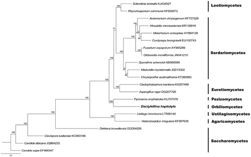 Figure 1. Phylogenetic relationships among 20 Ascomycota fungi inferred based on the concatenated amino acid sequences of 14 mitochondrial protein-coding genes. The 14 mitochondrial protein-coding genes were: nad1, nad2, nad3, nad4, nad4L, nad5, nad6, cox1, cox2, cox3, cob, atp6, atp8, atp9. The tree was generated using Bayesian inference (BI). Numerical values along branches represent statistical support based on 1000 randomizations.
