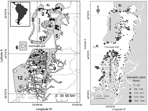 FIGURE 1. Panel (A) shows the division of the study area into 12 fishing zones, as proposed by Molinet et al. (Citation2009, Citation2011). The black dots show the locations of the sites visited during the present study. Panel (B) shows the fishing origins identified by the IFOP benthic monitoring program. The sizes of the circles indicate the magnitudes of the landings sampled.