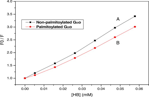 Figure 11.  Fluorescence quenching of Gαo bound BODIPY-FL GTPγS probe with Hypocrellin B (HB). The assay system was the same as in Figure 10, and the concentration of HB quencher varied from 0–0.058 mM in 0.0105 mM increments (or 0.00525 mM, the first increment only). This Figure is reproduced in colour in Molecular Membrane Biology online.