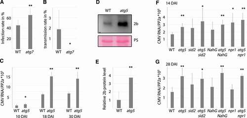 Figure 3. Autophagy impacts various aspects of CMV resistance. (A) CMV infection rate in WT and atg7 plants determined by presence/absence of viral symptoms three weeks after mechanical sap inoculation (8 independent replicates of 9 plants). (B) Vertical transmission of CMV in seeds from infected WT and atg7 plants was estimated by RT-PCR from 10 pools of 20 seedlings per plant (n= 5 independent plants). (C) CMV RNA levels relative to PP2A in WT and atg5 plants determined by RT-qPCR at 10, 18 and 30 DAI (n= 4). (D) A representative western blot of CMV 2b protein levels from infected WT and atg5 plants. Ponceau S (PS) staining verified comparable protein loading. (E) Four independent western blots as in (D) were used for quantification of 2b levels in infected WT and atg5 plants using ImageJ. PS-stained Rubisco was used to normalize loading. (F and G) Relative CMV RNA levels were determined by RT-qPCR at 14 (F) and 28 (G) DAI in WT, atg5, sid2, atg5 sid2, NahG, atg5 NahG, npr1 and atg5 npr1 plants. (n= 4). Statistical significance (**P < 0.01, *P < 0.05) was revealed by Student´s t-test.