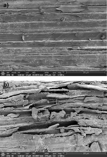 Figure 5. SEM of sugarcane bagasse without A. flavus KUB2 inoculation (a) and after A. flavus KUB2 cultivation (b)