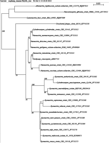 Fig. 4 Phylograms of best trees obtained by ML from ribosomal ITS sequences of the top two fungal taxa identified as having a moderate potential impact. Support values are provided only for nodes that received ≥70% ML bootstrap. Trees are drawn to scale, with branch lengths measured in the number of substitutions per site. Taxa are identified next to the branch by their genus and species names, culture identification and GenBank accession number. a, Nectriaceae sp. 1, b, Plagiostoma sp. 1.