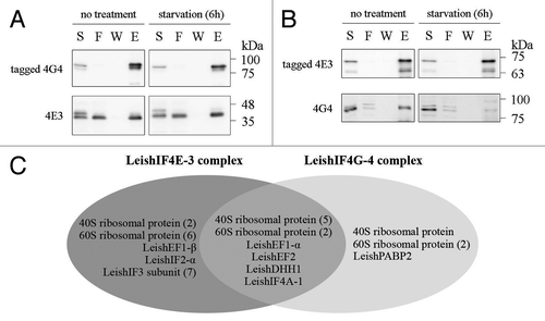 Figure 2. Reciprocal pull-down of LeishIF4E-3 and LeishIF4G-4. Transgenic L. amazonensis cells expressing SBP-tagged LeishIF4G-4 (A) or TAP-tagged LeishIF4E-3 (B) were grown under normal conditions and further subjected to nutritional starvation for 6 h. Following washes and cell disruption, protein complexes were affinity-purified over streptavidin-sepharose, separated by SDS-PAGE and immunoblotted with antibodies against LeishIF4G-4 or LeishIF4E-3. The lanes were loaded with 1% [supernatant (S), flow through (F)] or with 20% [wash (W), elution (E)] of the total experimental sample. (C) A list of proteins related to translation identified by mass spectrometry in the pulled-down complexes of tagged LeishIF4E-3 and LeishIF4G-4. The complexes were extracted from promastigotes grown under normal conditions. The results represent data from two independent experiments. The complete list of proteins is provided in Table S1.