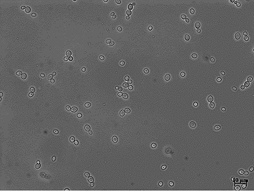 Figure 2 Microscopic morphology of Candida metapsilosis. Yeast cells growing at 28 °C in Sabouraud medium, with the typical round or cylindrical cells.