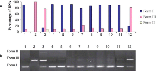 Figure 5 (a) The quantified band intensity for the sc-DNA (form I), oc-DNA (form II), and l-DNA (form III) with Quantity One 4.5.2. version software. (b) Electrophoretic pattern of pBluescript M13(+) DNA after UV-photolysis of H2O2 in the presence or absence of Hypericum retusum (HR). Reaction vials contained 200 ng of supercoiled DNA (31.53 nM) in distilled water (pH 7). Electrophoresis was performed using 1% agarose at 40 V for 3 h in the presence of ethidium bromide (10 mg/mL). Electrophoresis running buffer: TAE (40 mM Tris acetate, 1 mM EDTA, pH 8.2). Lane 1, control DNA; Lane 2, linearized pBluescript M13(+) DNA (EcoRI digest); Lane 3, DNA + H2O2 (2.5 mM) + UV; Lane 4, DNA + UV; Lane 5, DNA + H2O2 (2.5 mM); Lane 6, DNA + HR (200 μg/mL) + UV; Lane 7, DNA + HR (100 μg/mL) + H2O2 (2.5 mM) +UV; Lane 8, DNA + HR (200 μg/mL) + H2O2 (2.5 mM) + UV; Lane 9, DNA + HR (300 μg/mL) + H2O2 (2.5 mM) + UV; Lane 10, DNA + HR (400 μg/mL) + H2O2 (2.5 mM) + UV; Lane 11, DNA + Ethanol + UV; Lane 12, DNA + Ethanol + H2O2 (2.5 mM) + UV; Reactions were all performed at room temperature in phosphate buffer containing 100 mM sodium chloride (color figure available online).
