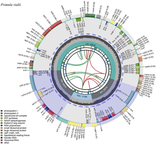 Figure 2. Genomic map of Primula vialii chloroplast genome generated by CPGview (http://www.1kmpg.cn/cpgview/). The species name is shown in the left top corner. The map contains six tracks in default. From the center outward, the first track shows the dispersed repeats. The dispersed repeats consist of direct and Palindromic repeats, connected with red and green arcs. The second track shows the long tandem repeats as short blue bars. The third track shows the short tandem repeats or microsatellite sequences as short bars with different colors. The small single-copy (SSC), inverted repeat (IRA and IRB), and large single-copy (LSC) regions are shown on the fourth track. The GC content along the genome is plotted on the fifth track. The base frequency at each site along the genome will be shown between the fourth and fifth tracks. The genes are shown on the sixth track. The optional codon usage bias is displayed in the parenthesis after the gene name. Genes belonging to different functional groups are color-coded. Genes drawn inside the circle are transcribed clockwise, and those outside are transcribed counterclockwise.