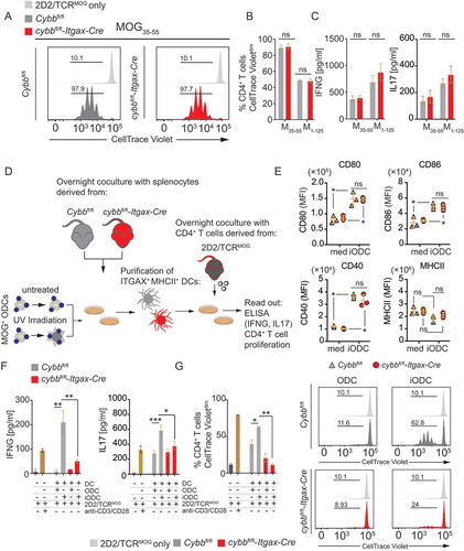 Figure 6. CYBB-deficiency in cDCs limits endogenous myelin peptide presentation following phagocytosis of injured oligodendroglial cells. (A) Representative histograms depicting proliferation of 2D2/TCRMOG-derived myelin-specific CD4+ T cells upon coculture with MOG35-55-pulsed FACS-purified ITGAXhi MHCIIhi splenic DCs (Cybbfl/fl: gray; cybbfl/fl-Itgax-Cre: red). 2D2/TCRMOG-derived CD4+ T cells alone served as a control (light gray). Quantification of 2D2/TCRMOG-derived CD4+ T cell proliferation (CellTrace Violetdim) (B) or IFNG and IL17 secretion (C) upon coculture with either MOG35-55- (M35-55) or MOG1-125 (M1-125)-pulsed FACS-purified ITGAXhi MHCIIhi splenic DCs. One representative of 2 independent experiments is shown. Statistical analysis: Mean ± SEM is depicted. Unpaired two-tailed Student t-test was applied. ns, not significant: P > 0.05. (D) Set-up for sequential coculture assay using damaged (UV-irradiated) or untreated MOG-expressing oligodendroglial cell line MO3.13 (MOG+ ODCs). (E) Surface expression levels of CD80, CD86, CD40 and MHCII on ITGAXhi MHCIIhi are similar upon coculture with iODCs when comparing Cybbfl/fl and cybbfl/fl-Itgax-Cre genotypes. Quantification of IFNG and IL17 secretion (F) or 2D2/TCRMOG-derived CD4+ T cell proliferation (CellTrace Violetdim) (G, left panel) upon coculture with FACS-purified ITGAXhi MHCIIhi splenic DCs previously pulsed with either UV-irradiated (iODC) or untreated (ODC) MOG-expressing oligodendroglial cells. One representative of 2 independent experiments is shown. Statistical analysis: Mean ± SEM is depicted. Unpaired two-tailed Student t-test was applied. *P < 0.05; **P < 0.005. (G, right panel) Representative histograms depicting proliferation of 2D2/TCRMOG-derived myelin-specific CD4+ T cells upon sequential coculture with ODC-pulsed FACS-purified ITGAXhi MHCIIhi splenic DCs (Cybbfl/fl: gray; cybbfl/fl-Itgax-Cre: red). 2D2/TCRMOG-derived CD4+ T cells alone served as a control (light gray)