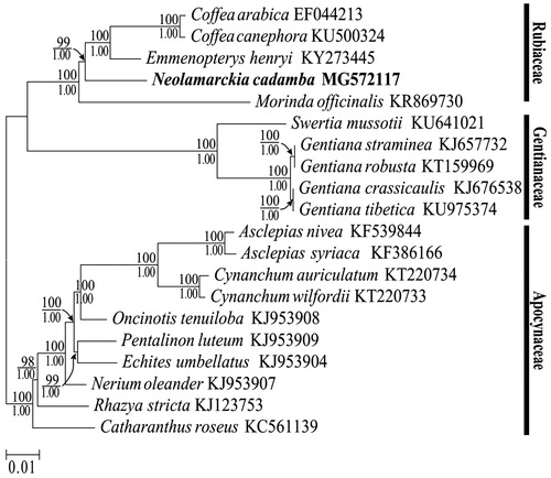 Figure 6. Maximum likelihood phylogenomic tree inferred from 20 complete chloroplast genomes. Note: Maximum likelihood bootstrap proportions (above the line) higher than 50% and Bayesian posterior probabilities (under the line) more than 0.95 were indicated along branches.