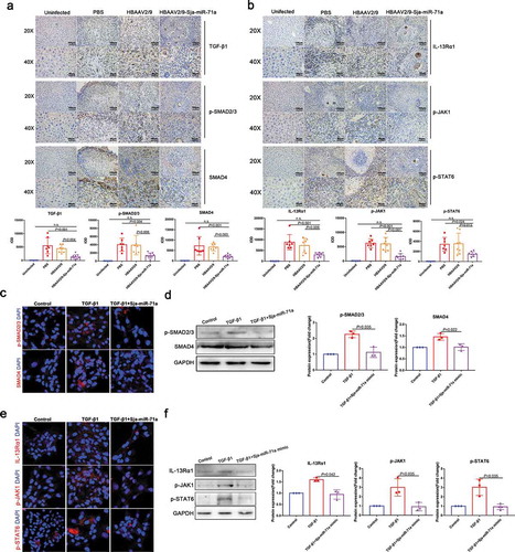 Figure 6. Sja-miR-71a suppresses liver fibrosis via Sema4D/TGF-β1 and Sema4D/IL-13 axes. (a). Immunohistochemical analysis of TGF-β1, phosphorylated SMAD2/3 (p-SMAD2/3) and SMAD4 in mice livers, and the sum of the IOD was analysed by Image-Pro Plus 6.0 (n = 5–9 per group). (b). Expression of IL-13Rα1, phosphorylated JAK1 (p-JAK1) and phosphorylated SATA6 (p-SATA6) in mice livers were analysed by immunohistochemistry, and the sum of the IOD was analysed by Image-Pro Plus 6.0 (n = 5–9 per group). (c, d). HSCs (LX2) were treated with PBS, TGF-β1 (10 ng/mL) and TGF-β1 (10 ng/mL) +Sja-miR-71a (50 nM) for 72 h; p-SMAD 2/3 and SMAD4 were analysed by immunofluorescence analysis and western blotting. (e, f). HSCs (LX2) were treated with PBS, TGF-β1 (10 ng/mL) and TGF-β1 (10 ng/mL)+Sja-miR-71a (50 nM) for 72 h; IL-13Rα1, p-JAK1 and p-SATA6 were analysed by immunofluorescence analysis and western blotting. Results are shown as mean ± SD. One-way ANOVA test was used for statistical analysis.