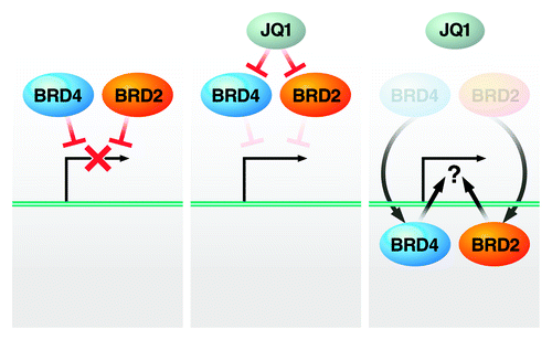 Figure 7. Model: BET proteins restrict HIV transcription in the absence of Tat. JQ1 removes the inhibiting function of BRD2 and BRD4 proteins from latent HIV, a process that may allow both factors to turn into activators of HIV transcription in conjunction with P-TEFb. See text for details.