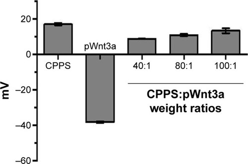 Figure 6 Zeta-potential results.Notes: Bar 1, cationic Porphyra yezoensis polysaccharide (CPPS); bar 2, naked plasmid Wnt3a (pWnt3a); bars 3–5, CPPS-pWnt3a nanoparticles prepared at various CPPS:pWnt3a weight ratios – 40:1, 80:1, and 100:1 from left to right, respectively (means ± standard deviation of measurements from three replicates).