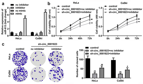 Figure 7. miR-613 inhibitor treatment reversed the effects of sh-circ_0001823 on the cell viability as well as cloned cells numbers in the CC cells.A Validation of miR-613 inhibitor or mimic transfection efficiency. B-C After sh-circ_0001823 and miR-613 inhibitor transfection, the cell viability and cloned cells numbers were measured by CCK-8 and colony formation assays. **P < 0.01 VS control group. #P < 0.05, ##P < 0.01 VS sh-circ_0001823+ miR-613 inhibitor nc group.