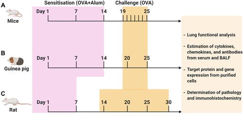 Figure 2 Protocol followed to investigate TMPs against OVA-induced asthma. OVA-induced animal asthma model: (A) mice, (B) Guinea pig, (C) Rat. The above figure depicts the timeline of OVA sensitization and challenge followed by the end readouts. Schedules of sensitization and challenge depend on the type of animal model and routes of administration. In addition, varying OVA doses (with or without adjuvant) have been used both in sensitization and challenge (for more information, see Table 1).