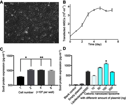 Figure 3 In vitro transfection of rMSCs. (A) rMSCs were transfected for 7 days; (B) growth curve of transfected rMSCs; (C) gene transfection of rMSCs with cationic nanosized liposomes at different concentrations of cells (* P<0.05; ** P>0.05). (D) Gene transfection of rMSCs with different formulations.