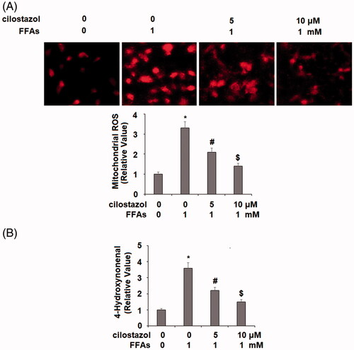 Figure 1. Cilostazol inhibits high free fatty acids (FFA)-induced oxidative stress in human aortic endothelial cells (HAECs). Cells were stimulated with high FFAs (1 mM) with or without cilostazol (5, 10 μM) in HAECs for 36 h. (A). Mitochondrial ROS as examined by MitoSOX staining; (B). 4-Hydroxynonenal (4-HNE) as examined by immunocytochemistry (*, #, $, p < .01 vs. previous group).