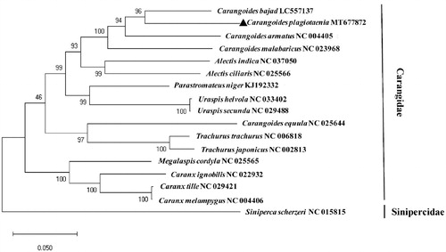 Figure 1. Phylogenetic analysis was constituted by 13 PCGs sequence of C.plagiotaenia with the other 16 species of the family Carangidae with Maximum Likelihood (ML) algorithm and 1,000 bootstrap replicates. Siniperca scherzeri was used as the outgroup member.
