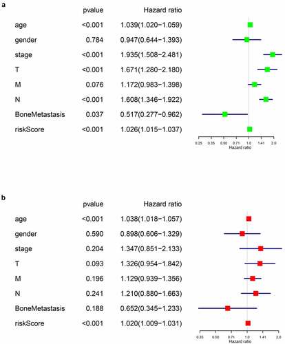 Figure 5. Cox regression analysis for evaluating the independent prognostic value of the risk score. (a) univariate and (b) multivariate Cox regression analysis verify that risk score can be the independent prognostic factor of BLCA