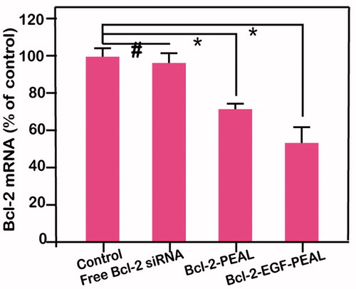 Figure 5. The results of real-time PCR, which detected the gene silencing effects of free Bcl-2-siRNA, Bcl-2-PEAL NPs and Bcl-2-EGF-PEAL NPs. The effects of Bcl-2-PEAL NPs and Bcl-2-EGF-PEAL NPs were better than free Bcl-2-siRNA (#p < 0.05, *p < 0.05). All bars represent mean ± SD (n = 3).