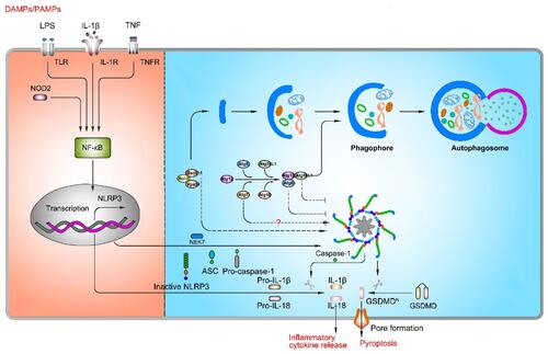 Figure 3 The role of autophagy in NLRP3 inflammasome activation. Autophagy plays a key role in NLRP3 inflammasome activation, but the role of autophagy remains controversial. On one hand, inhibition of autophagy-related genes (Atg5, Atg7, and Atg16L1) suppresses NLRP3 inflammasome activation; on the other hand, inhibition of autophagy-related genes (Atg7 and Beclin1) promotes NLRP3 inflammasome activation.