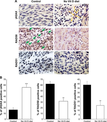Figure 6 Vitamin D-deficient diet increases DNA damage in mice myometrium.