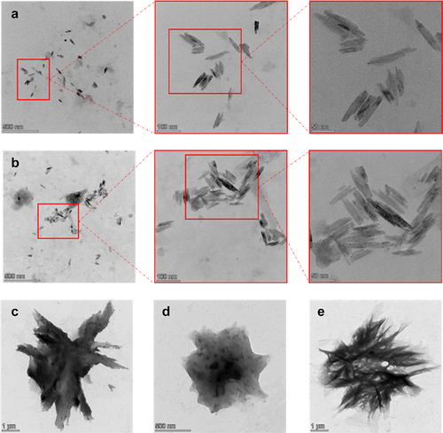 Figure 4. TEM images of: (a), (b) BBF-NCC, (c), (d), (e) BBF-AC.