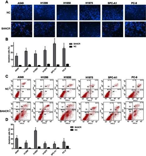 Figure 4 Ectopic overexpression of BANCR enhanced apoptotic level of NSCLC cell lines. (A and B) Hoechst 33342 staining was carried out in each group of NSCLC cells expressing BANCR or control cells. Magnification, ×200. Apoptotic rate of positive Hoechst 33342 staining in each group of NSCLC cells was displayed in upper panel. (C and D) Annexin V-FITC/PI staining and ﬂow cytometry was performed to evaluate the amount of apoptotic cells. The upper and lower right quadrant of each plot represented early apoptotic cells. Apoptotic rate analysis of NSCLC cells in each group was displayed in lower panel. Data represent mean ± SD.*P<0.05, **P<0.01, ***P<0.001 versus control group. Abbreviations: BANCR, BRAF activated non-coding RNA; NC, negative control; NSCLC, non-small-cell lung cancer.