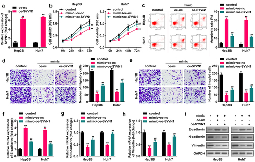 Figure 6. Effect of SYVN1 overexpression reversing miR-432 overexpression on the proliferation, apoptosis, migration, invasion, and EMT of hepatocellular carcinoma cells. A) Expression of SYVN1 after oe-nc and oe-SYVN1 transfection into Hep3B and Huh7 cells was detected using qRT-PCR. B) Proliferation level of hepatocellular carcinoma cells was detected using the CCK-8 assay. C) Apoptosis rate of hepatocellular carcinoma cells was detected using flow cytometry. D) and E) Migration and invasion levels of hepatocellular carcinoma cells were detected using the Transwell assay. F), G), H), and I) Expression level of E-cadherin, N-cadherin, and vimentin was detected using qRT-PCR and western blot. * *P < 0.01, # # P < 0.01.