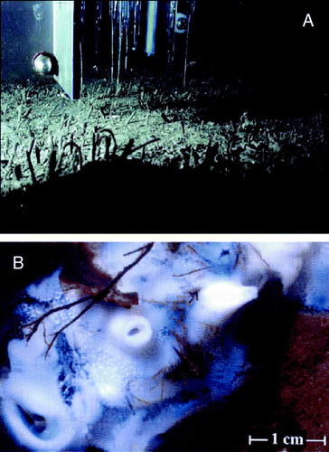 Figure 12.  (A) Photograph taken at 155 m water depth in Hornsund, Svalbard. The sediment contains numerous permanent-like tubes extending out of sediment and investigations of recovered sediment documented that many were relict (Glud et al. 1998a; Jørgensen et al. Citation2005) (photograph by O. Holby and R.N. Glud). (B) ‘Chimneys’ extending out from a complex microbial mat structure found the high Arctic (redrawn from Glud et al. Citation2004).