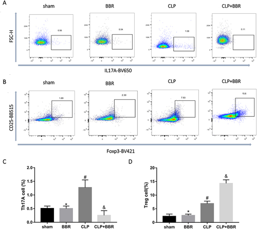 Figure 5 Berberine (BBR) decreased the proportion of Th17 cells and increased the proportion of Treg cells in lung tissue of cecal ligation and puncture (CLP)-treated mice. After the mice were sacrificed, the lungs were isolated and added to a medium containing digestive enzymes. The single cells were collected. CD3+CD4+IL-17A+ Th17 cells and CD3+CD4+CD25+Foxp3+ Treg cells were analyzed by flow cytometry, and their percentages were determined. (A) Representative images showing that CLP increased the CD3+CD4+IL-17A+ Th17 cell proportion, whereas, BBR decreased the percentage of Th17 cells. The data are shown as the mean ±SEM in (C) (*P > 0.05 vs sham, #P < 0.05 vs BBR, &P < 0.05 vs CLP; n = 6 per group). (B) Flow cytometry was performed to evaluate the proportion of CD3+CD4+CD25+Foxp3+ Treg cells. Typical samples showed an increase in the proportion of Treg cells in the mice of the CLP group, with BBR causing a further increase. The data are shown as the mean ±SEM in (D) (*P > 0.05 vs sham, #P < 0.05 vs BBR, &P < 0.05 vs CLP; n = 6 per group).