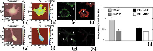 Figure 5. Elasticity of neuronal cells on nanostructured substrate. AFM topography (a) and correspondent Young’s Modulus map (b) of living PC12 cells after 24 h seeding on flat zirconia. TIRF microscopy image of fixed PC12 with vinculin staining (c) and f-actin staining in epifluorescence. White arrows show focal adhesion regions and white asterisks f-actin bundles. Using the same order of images, PC12 cells seeded on rough zirconia (e-h). Average Young’s Modulus (i) for PC12 on flat and rough zirconia and on glass covered by poly-l-lysine with/without NGF. Reproduced with permission from [Citation66]