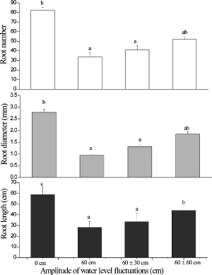 Figure6. The length, diameter and number of roots in Acorus calamus subjected to four water-level fluctuation treatments (0 cm, 60 cm, 60 ± 30 cm, and 60 ± 60 cm). All the values were mean of triplicates ± SD. Different letters within a graph indicate significant differences among treatments.