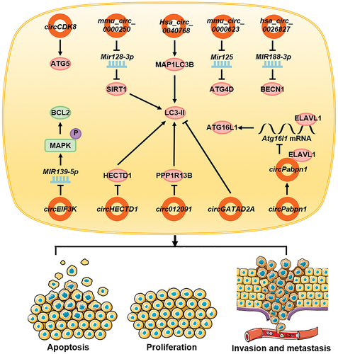 Figure 6. circRNAs affect other diseases by regulating autophagy. In inflammatory cells, circEIF3K promotes autophagy and affects apoptosis. In stem cells, circCDK8, mmu_circ_0000250, mmu_circ_0000623, and hsa_circ_0026827 promote autophagy and affect its function. In cadmium-exposed cells, hsa_circ_0040768 promotes autophagy and apoptosis whereas in fibroblasts, intestinal epithelial cells, and virus-infected cells, circHECTD1, circ012091, circGATAD2A, and circPabpn1 inhibit autophagy and cause cell proliferation, invasion, and migration.