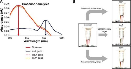Figure 2 Specificity testing of the biosensor utilizing multiple gene targets.Notes: (A) Wavelength analysis of the biosensor solution in comparison with the addition of complementary invA gene target and noncomplementary cspA and myfA gene targets. (B) Visual observation of the biosensor solution color change with the addition of multiple DNA targets.