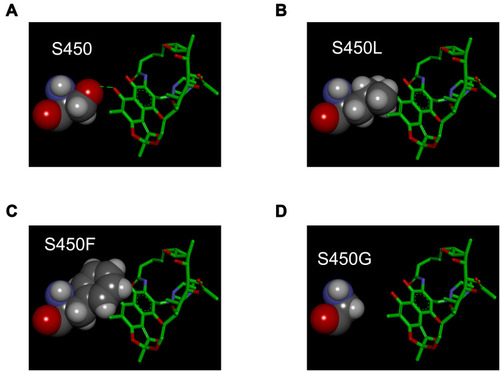 Figure 3 Interactions between rifampin and Residue 450 of wild-type/mutant RpoB. The detailed structure for rifampin (RIF) and Residue 450 of wild-type RpoB S450 (A), mutant S450L (B), mutant S450F (C) or mutant S450G (D). Residue 450 of RpoB is shown in the left with a display style of Corey-Pauling-Koltun (CPK). The RIF molecule is shown in the right with a display style of stick. The intermolecular hydrogen bonds are indicated by green dashed lines.