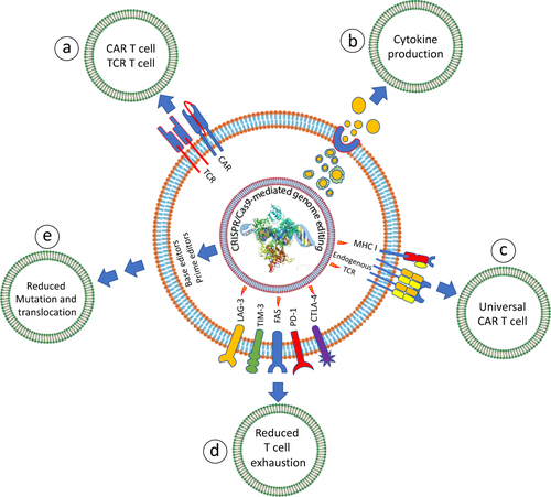 Figure 8 CRISPR/Cas9-mediated enhancement of ATC therapy functions. (a) CRISPR/Cas9 mediates safer integration of CAR or TCR into T-cells for a uniform surface expression, (b) genes that drive cytokine suppression or production are manipulated by CRISPR/Cas9 to enhance the cytokine production, (c) the knocking of MHC-I and endogenous TCR in off-the-shelf T cells, host-vs-graft reaction and graft-vs-host diseases are neglected, respectively, (d) more persistent and durable T-cells are produced by knocking out the checkpoint inhibitors either separately or in combination, (e) safer T cells are produced by denying unwanted mutations by the use of prime editors and base editors.