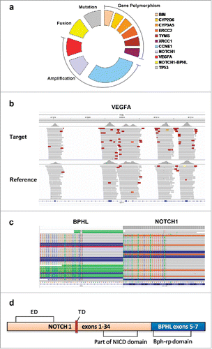 Figure 2. Molecular gene variations of the patient using targeted NGS-based tumor DNA profiling. Sequencing library was prepared by Illumina TruSeq DNA PCR-Free Sample Preparation Kit and target capture was sequenced on Illumina MiSeq NGS platform according to its instruction. Copy number variations (CNVs) were identified using tested sample and normal human hapmap DNA NA18535 average read depths at each captured region (exonic region). (a) Different forms of variation for the indicated reporters were shown. (b) VEGFA gene amplification as demonstrated by CNVs detection. (c) Paired-end sequencing data indicated somatic interchromosomal NOTCH1-BPHL fusion as demonstrated by Integrative Genomics Viewer program. (d) Schematic diagram of predicted domains of NOTCH1-BPHL fusion protein. ED: Extracellular domain; NICD: NOTCH1 intracellular domain; TD: Transmembrane domain.
