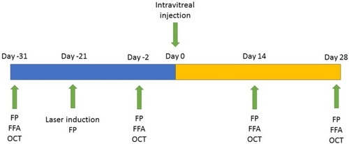 Figure 1 Study design.