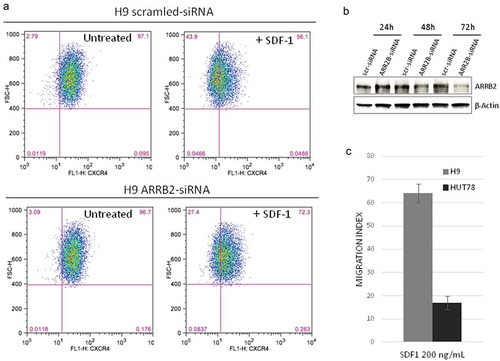 Figure 1. ARRB2 Depletion decreases CXCR4 internalization and migration index upon SDF-1 treatment.(A) H9 cells depleted ofARRB2 by siRNA transfection (lower panel) show an increased number of CXCR4+cells upon SDF-1 treatment, when compared to scrambled control (upper panel). One representative experiment is shown in figure (n = 4, 66 ± 8,57 vs 54,93 ± 6,05; P = 0.039). (B) Western blot analysis confirms a reduction of ARRB2 protein in siRNA-transfected H9 cells respect to control (scr-siRNA) after 48 and 72 hours. (C) H9 cells (ARRB2 CN gain) show a higher migration response to SDF-1 than Hut78 cells (ARRB2W1) (n.4, FC = 3,85, P < 0.001).